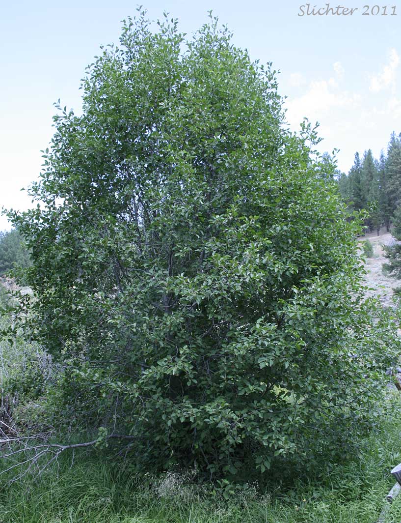 Gray Alder, Mountain Alder, Thinleaf Alder: Alnus incana ssp. tenuifolia (Synonyms: Alnus incana var. occidentalis, Alnus rugosa, Alnus tenuifolia)
