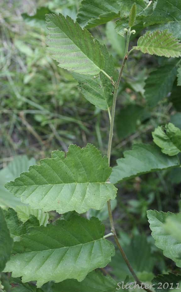 Leaves and stem of Gray Alder, Mountain Alder, Thinleaf Alder: Alnus incana ssp. tenuifolia (Synonyms: Alnus incana var. occidentalis, Alnus rugosa, Alnus tenuifolia)