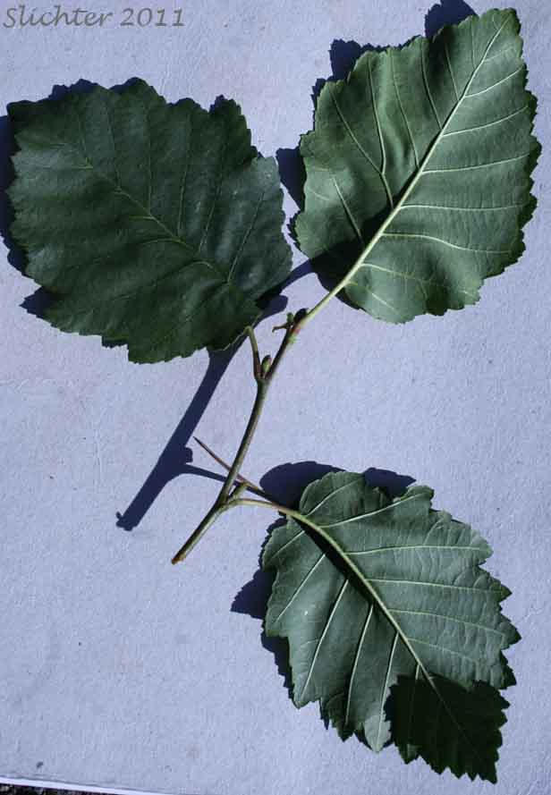 Leaves of Gray Alder, Mountain Alder, Thinleaf Alder: Alnus incana ssp. tenuifolia (Synonyms: Alnus incana var. occidentalis, Alnus rugosa, Alnus tenuifolia)