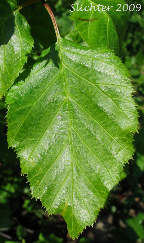 Leaf of Sitka Alder, Wavy-leaved Alder: Alnus viridis ssp. sinuata (Synonyms: Alnus alnobetula, Alnus crispa ssp. laciniata, Alnus crispa ssp. sinuata, Alnus sinuata, Alnus sitchensis, Alnus viridis var. sinuata, Duschekia sinuata
