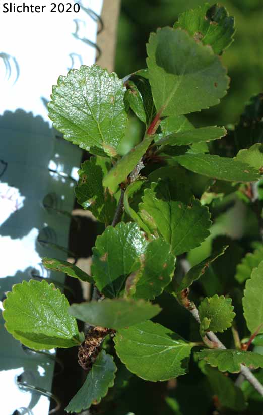 Bog Birch, Dwarf Birch, Swamp Birch, Resin Birch, Scrub Birch: Betula glandulosa (Synonyms: Betula glandulosa var. glandulosa, Betula terrae-novae)