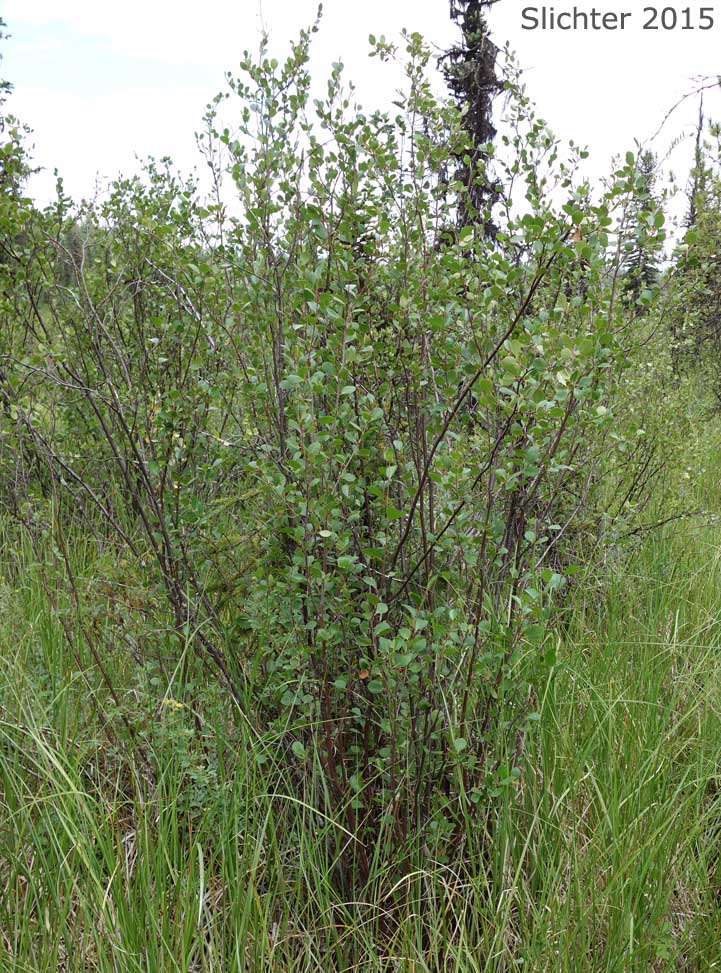 Bog Birch, Dwarf Birch, Swamp Birch, Resin Birch, Scrub Birch: Betula glandulosa (Synonyms: Betula glandulosa var. glandulosa, Betula terrae-novae)