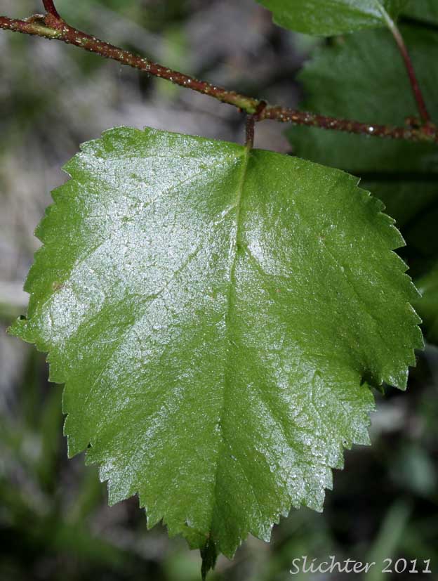 Close-up view of the upper leaf surface of Red Birch, River Birch, Spring Birch, Water Birch: Betula occidentalis (Synonyms: Betula beeniana, Betula fontinalis, Betula fontinalis var. inopina, Betula microphylla var. fontinalis, Betula microphylla var. fontinalis, Betula occidentalis var. inopina, Betula occidentalis var. occidentalis, Betula papyrifera ssp. occidentalis, Betula papyrifera)