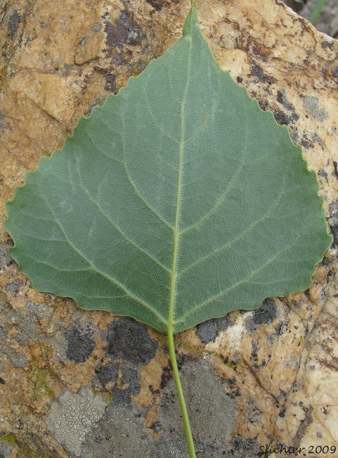 Ventral leaf surface of Plains Cottonwood: Populus deltoides ssp. monilifera (Synonym: Populus deltoides var. occidentalis)