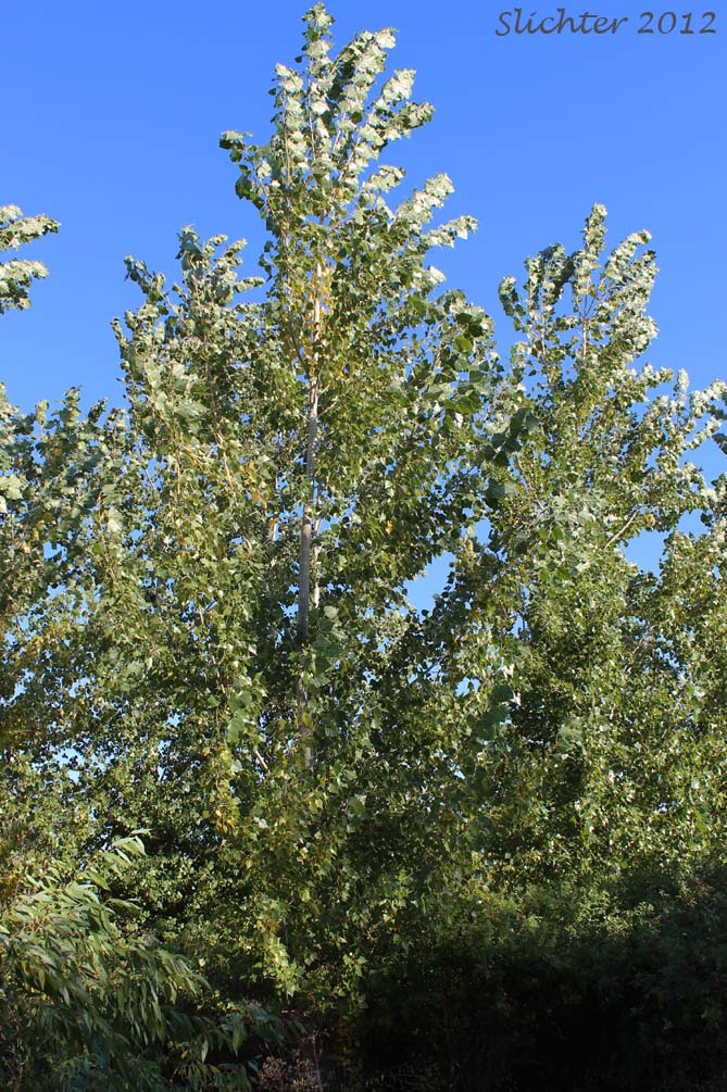 Lombardy Poplar: Populus nigra (Synonyms: Populus dilatata, Populus italica, Populus nigra var. italica)