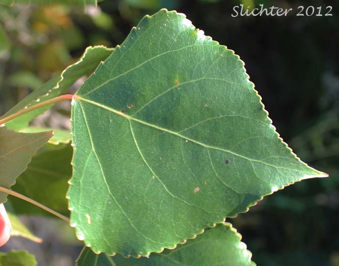 Leaf of Lombardy Poplar: Populus nigra (Synonyms: Populus dilatata, Populus italica, Populus nigra var. italica)