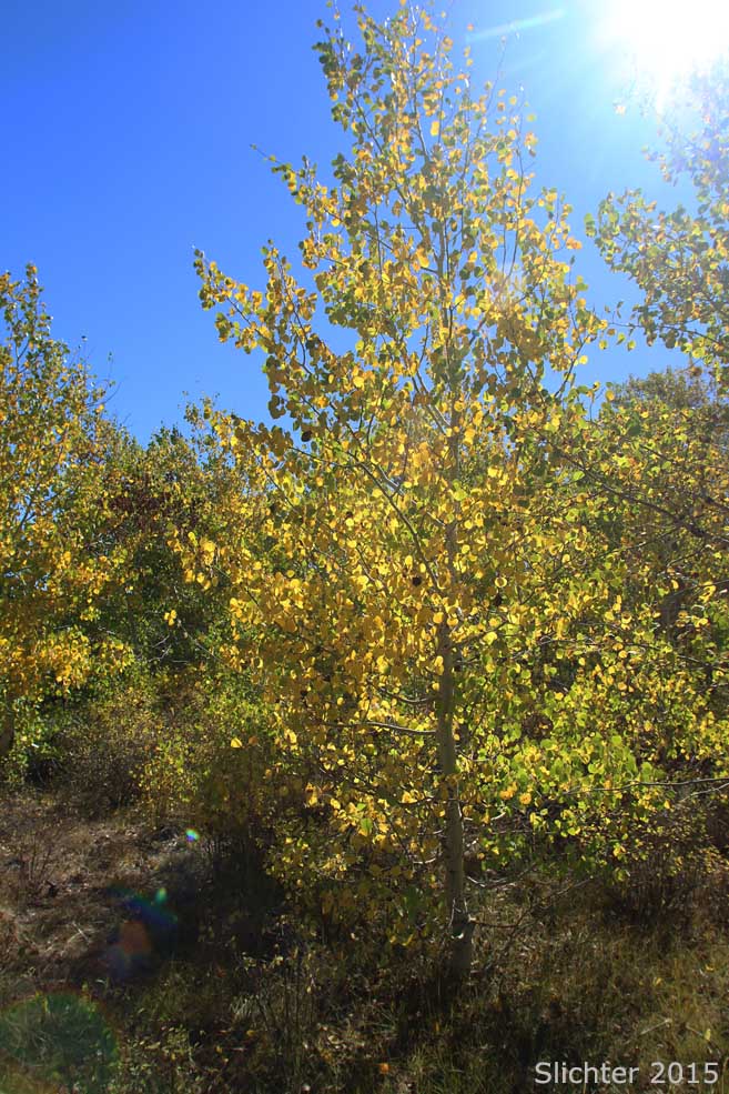 Fall colors of Quaking Aspen: Populus tremuloides (Synonyms: Populus tremula ssp. tremuloides, Populus tremuloides var. vancouveriana)