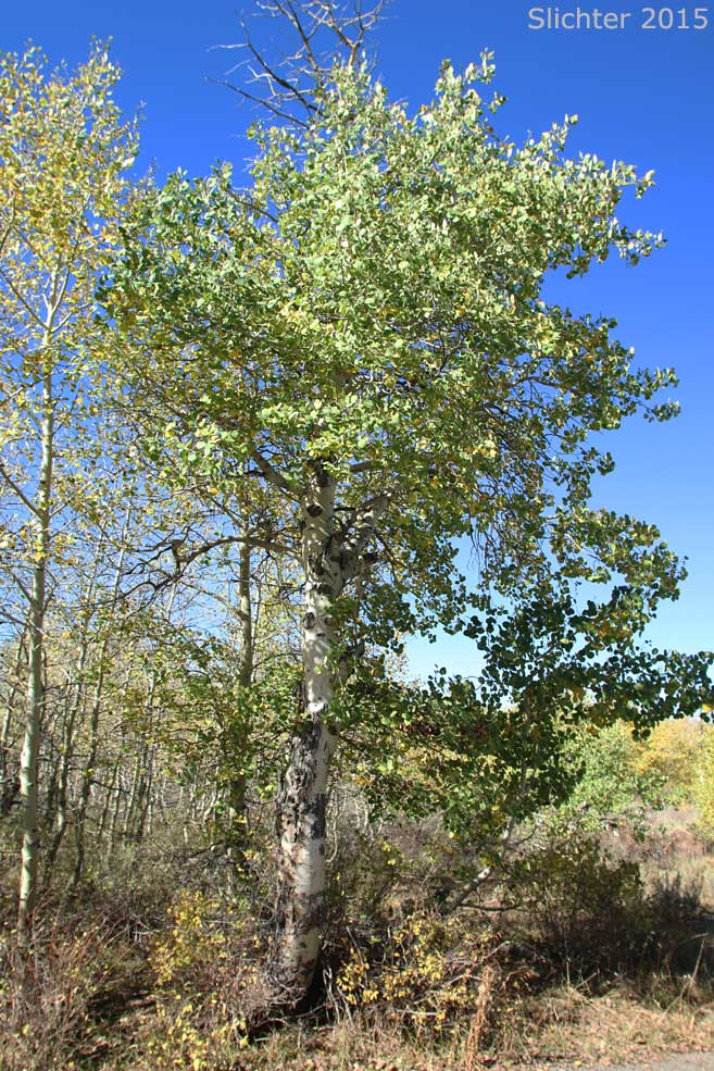 Quaking Aspen: Populus tremuloides (Synonyms: Populus tremula ssp. tremuloides, Populus tremuloides var. vancouveriana)