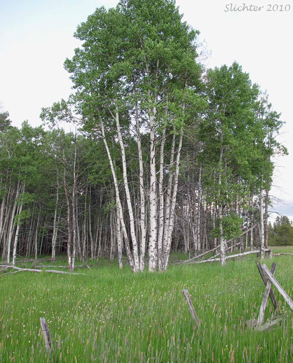 A grove of quaking aspen in Logan Valley to the north of Big Creek Campground