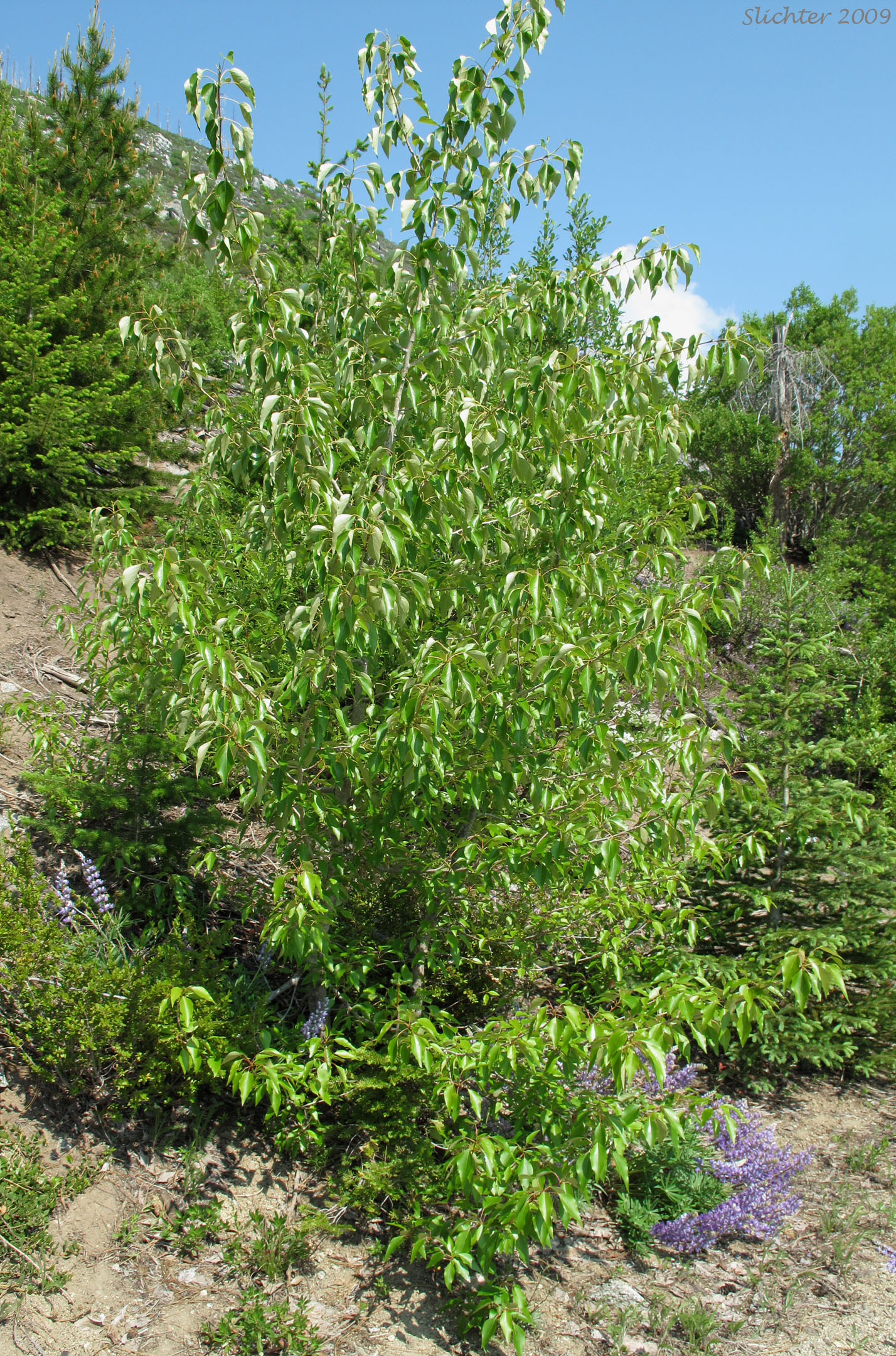 Black Cottonwood, Balsam Poplar: Populus balsamifera ssp. trichocarpa (Synonym: Populus trichocarpa)