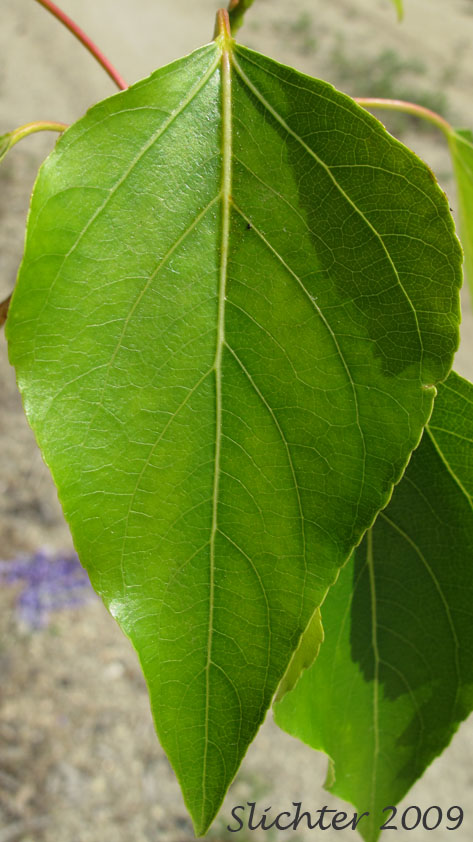 Leaf of Black Cottonwood, Balsam Poplar: Populus balsamifera ssp. trichocarpa (Synonym: Populus trichocarpa)