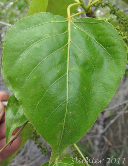 Upper leaf surface of Black Cottonwood, Balsam Poplar: Populus balsamifera ssp. trichocarpa (Synonym: Populus trichocarpa)