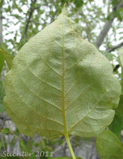 Lower leaf surface of Black Cottonwood, Balsam Poplar: Populus balsamifera ssp. trichocarpa (Synonym: Populus trichocarpa)
