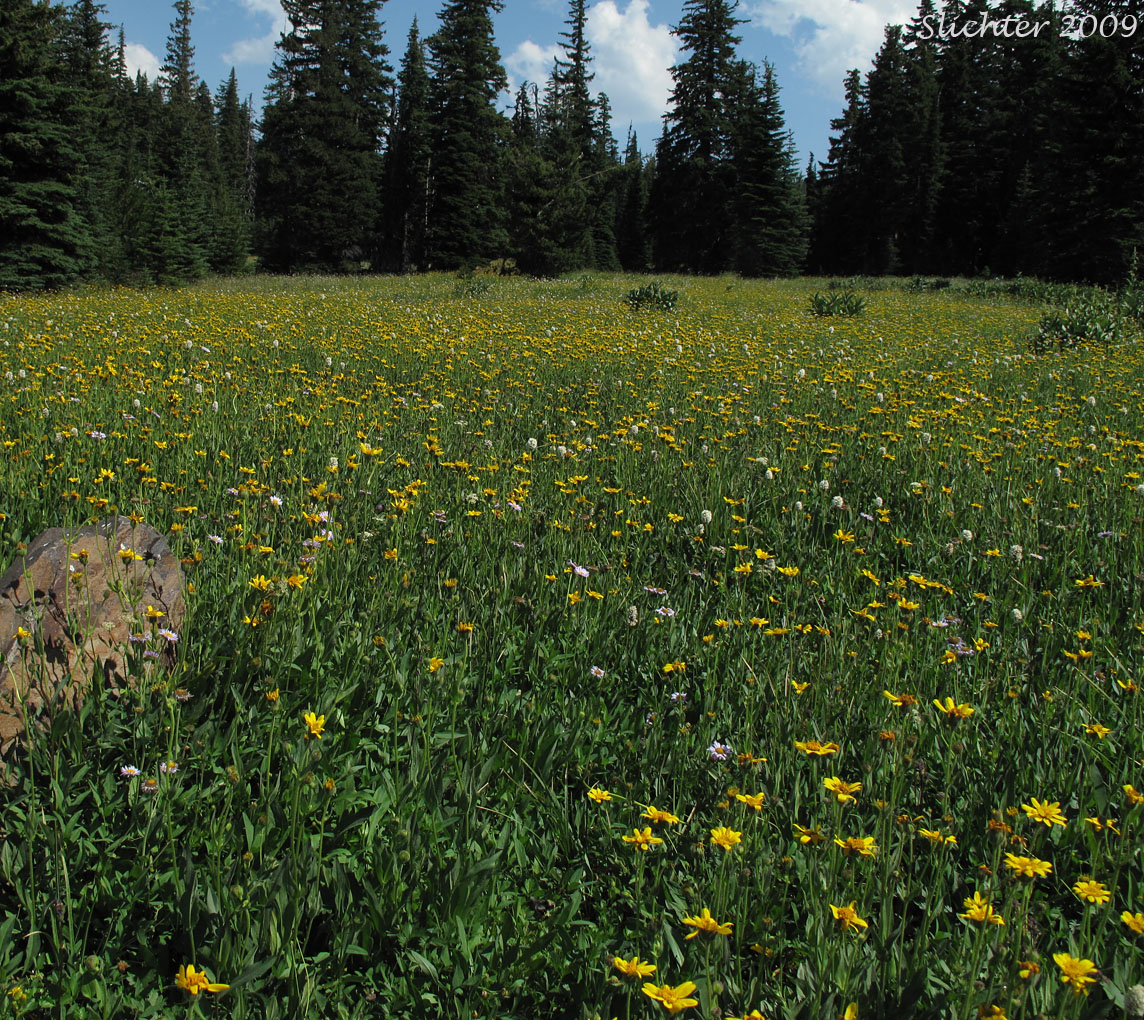Wildflowers in bloom in High Prairie, Mt. Hood National Forest............July 31, 2009.