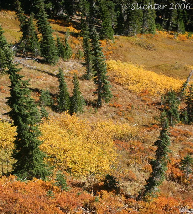 The photo at right shows fall color in Bird Creek Meadows, Mt. Adams.........October 13, 2006.