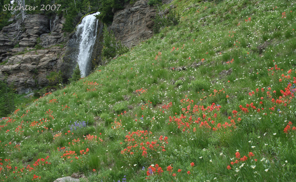 slopes full of wildflowers beneath Crooked Creek Falls in Bird Creek Meadows at the southeastern corner of Mt. Adams........July 19, 2007. Plants in view include cat's-ear mariposa lily (Calochortus subalpinus), common paintbrush (Castilleja miniata) and silky lupine (Lupinus sericeus).