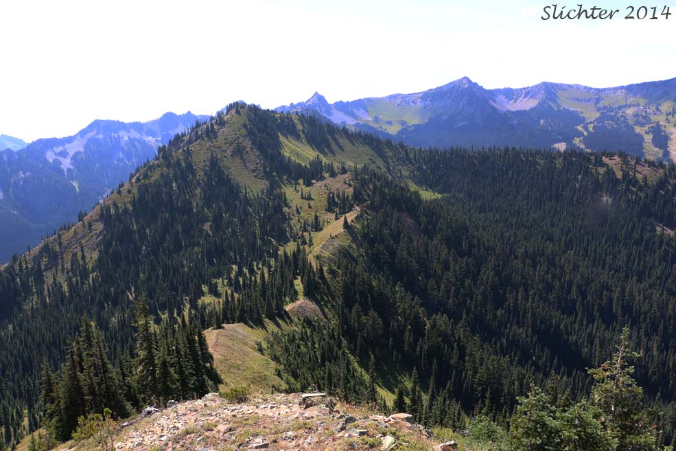 Ridgeline with the Pacific Crest Trail to the south of Crystal Mountain Ski Area, Mount Baker-Snoqualmie National Forest..........August 26, 2014.