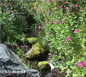 Photo at right of typical riparian scene at Mt. Adams with Erythranthe lewisii as a prominent, beautiful wildflower along many streams..............August 20, 1998. 