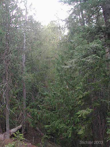 Alaska Yellow Cedar: Chamaecyparis nootkatensis
