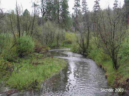 Murderers Creek: Malheur National Forest