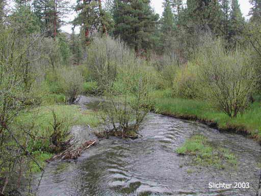 Murderers Creek: Malheur National Forest