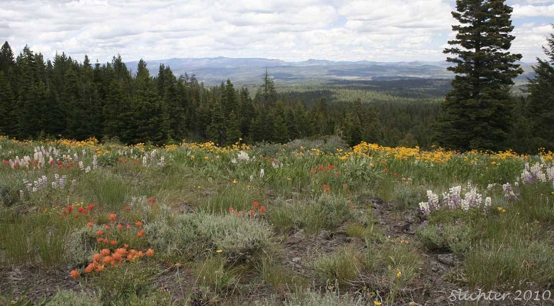 Flower-filled slopes near Antelope Mt. Lookout, Malheur National Forest...........July 3, 2010.