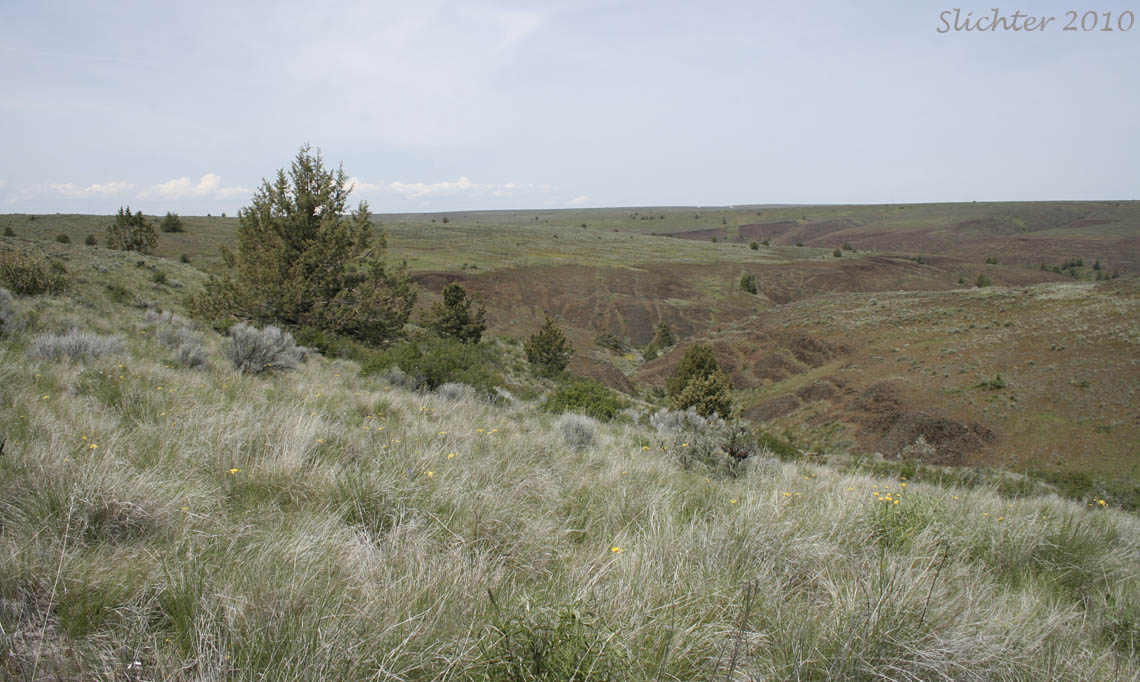 A view north into a small canyon at the Lawrence Memorial Grasslands Preserve...........May 15, 2010.