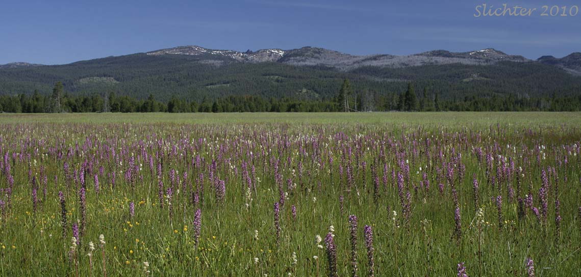 Elephantheads blooming in mass along the main road through Logan Valley, Malheur National Forest...........July 1, 2010.