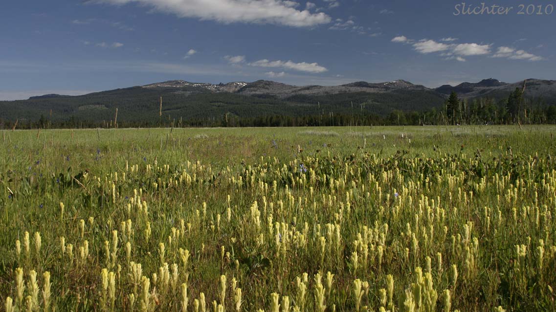 Meadow of Cusick's paintbrush in Logan Valley, Malheur National Forest, viewed toward the Strawberry Mt. Range...............July 1, 2010.