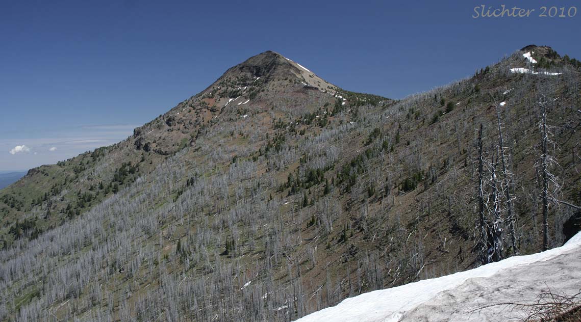 Southern face of Strawberry Mt............July 1, 2010.