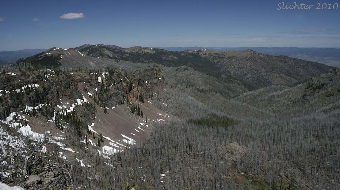 Upper Indian Creek basin looking westward towards Canyon Mt. and Baldy Mt.
