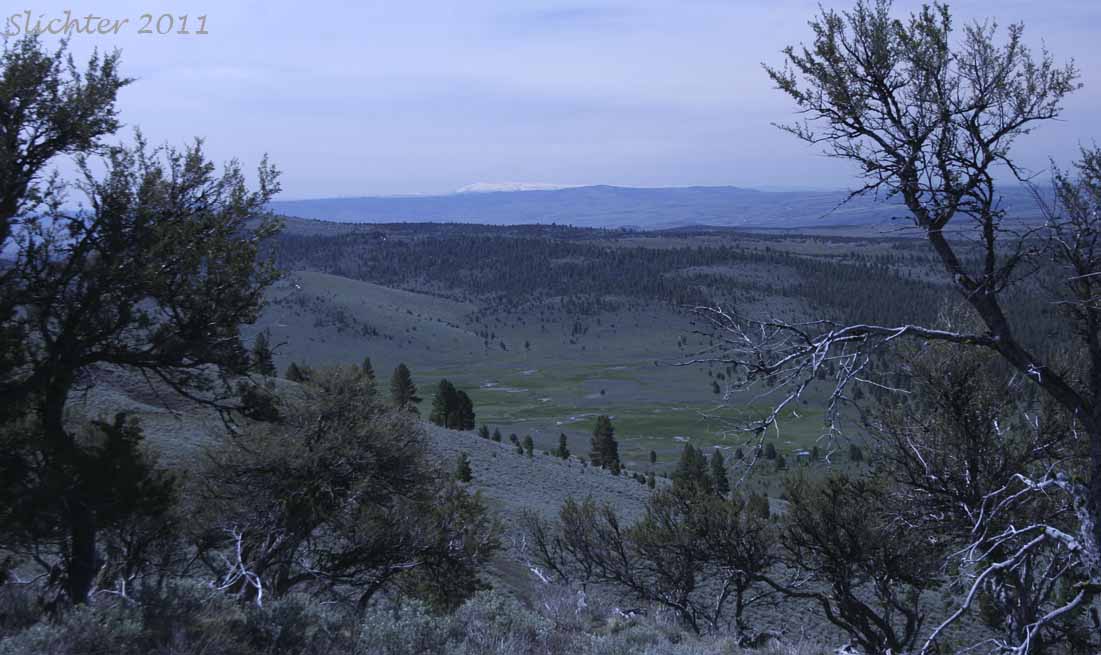 View south towards the Steens Mt (on the horizon) from Antelope Mountain Lookout, Malheur National Forest..........June 4, 2011.