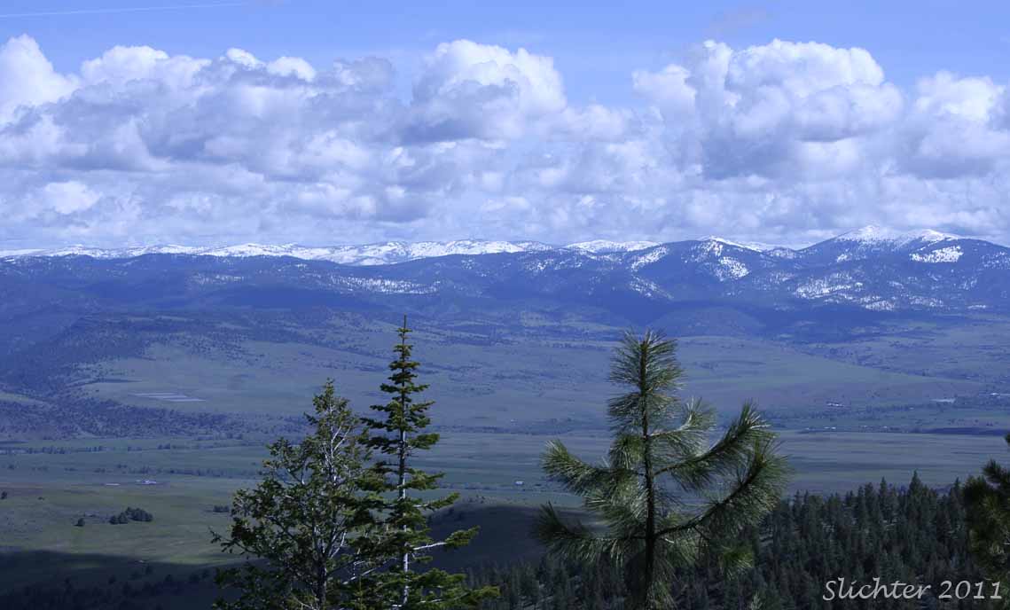 View north towards Dixie Butte and the Greenhorn Mountains (horzion at center) from high on the Pine Creek Road, Malheur National Forest.............June 3, 2011.