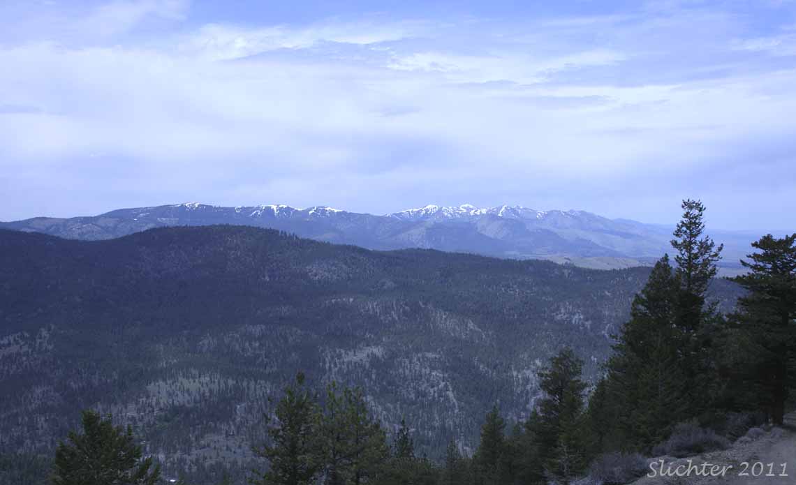 View south towards the north-facing slopes of Baldy Mountain where there are still several feet of snow on the ground, although the snow depth is much shallower on the side facing the south. 4WD vehicles can drive to the Pine Creek Trailhead on the north side of Baldy Mt., and regular passenger vehicles can approach to within one-quarter to one-half mile without fear of getting stuck in a snow drift.