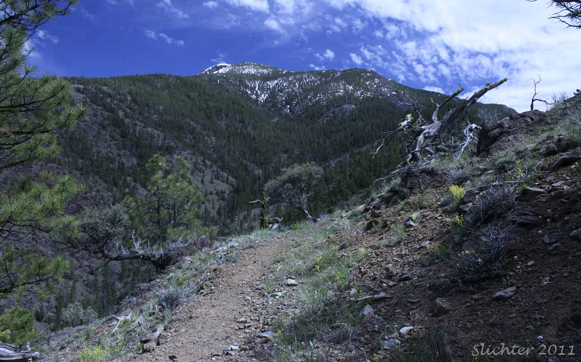 View south towards the north-facing slopes of Baldy Mountain where there are still several feet of snow on the ground, although the snow depth is much shallower on the side facing the south. 4WD vehicles can drive to the Pine Creek Trailhead on the north side of Baldy Mt., and regular passenger vehicles can approach to within one-quarter to one-half mile without fear of getting stuck in a snow drift.