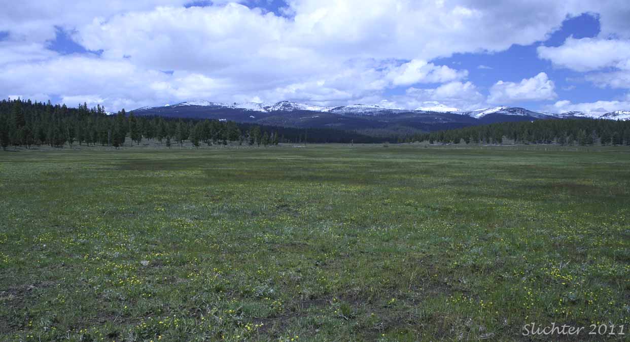 View north across Logan Valley towards the Strawberry Mountain Range, Malheur National Forest..............June 3, 2011.