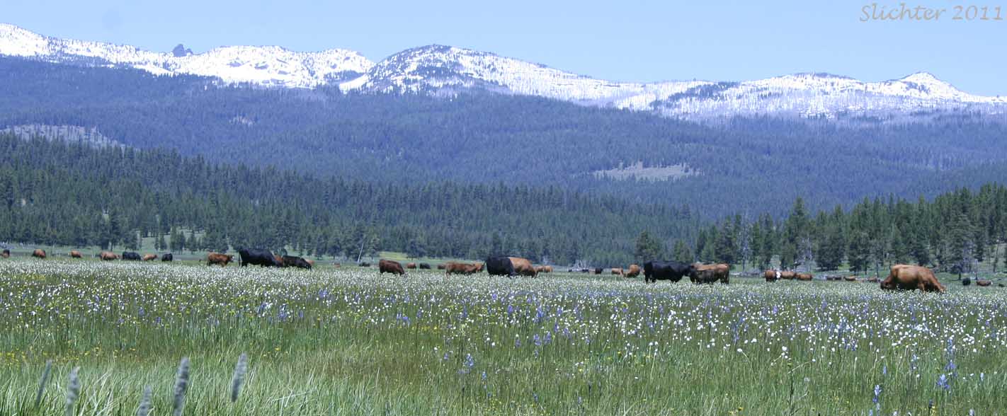 Private pasture at the northwest corner of Logan Valley, Grant County...........June 23, 2011.