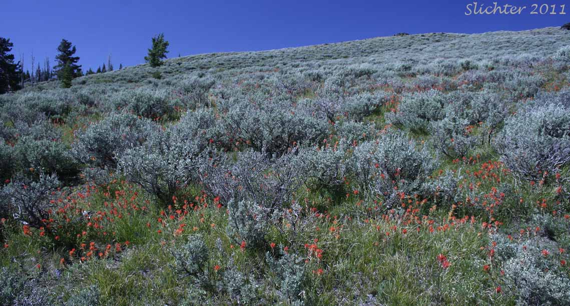 Flower-filled sagebrush slopes at the crest of the Monument Rock Wilderness...........August 2, 2011.