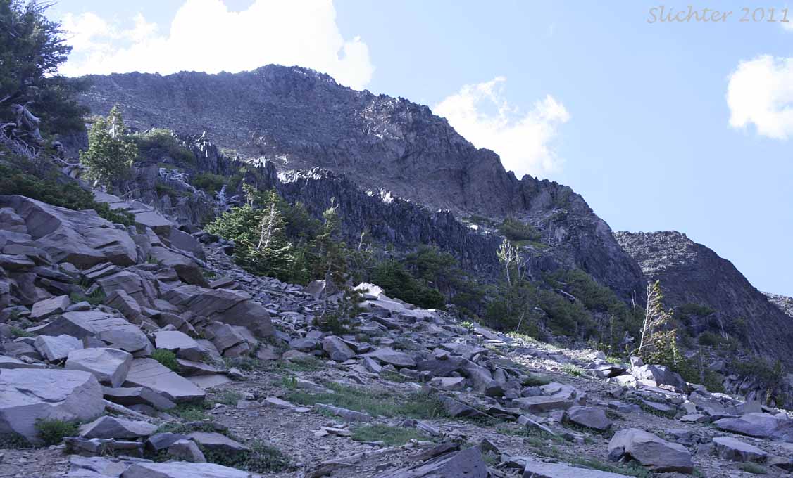 Rocky east slope of Strawberry Mountain below its summit, Strawberry Mt. Wilderness........August 3, 2011.