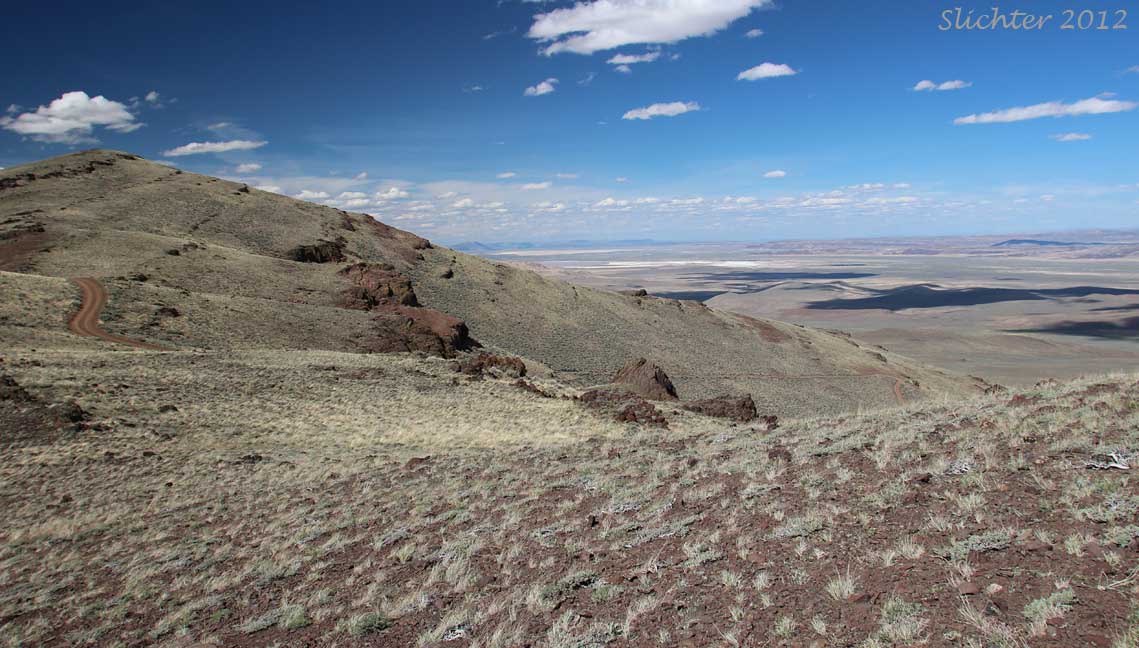 A view northeast towards the Alvord Desert from Domingo Pass in the Pueblo Mountains of southeastern Oregon...............May 31, 2012.