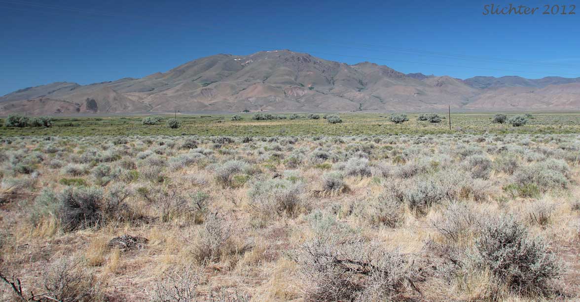 View towards Pueblo Mountain from the sandy flats of the Pueblo Valley in southeastern Oregon.........June 1, 2012.