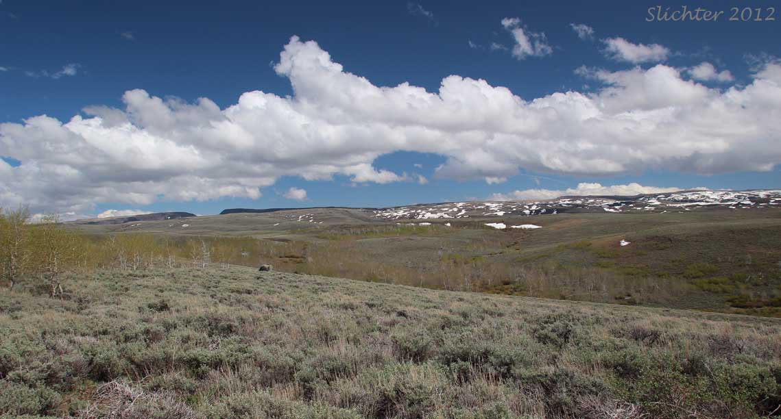 A view east up towards the snowy summit ridge of Steens Mountain from near Lily Lake.............June 2, 2012.