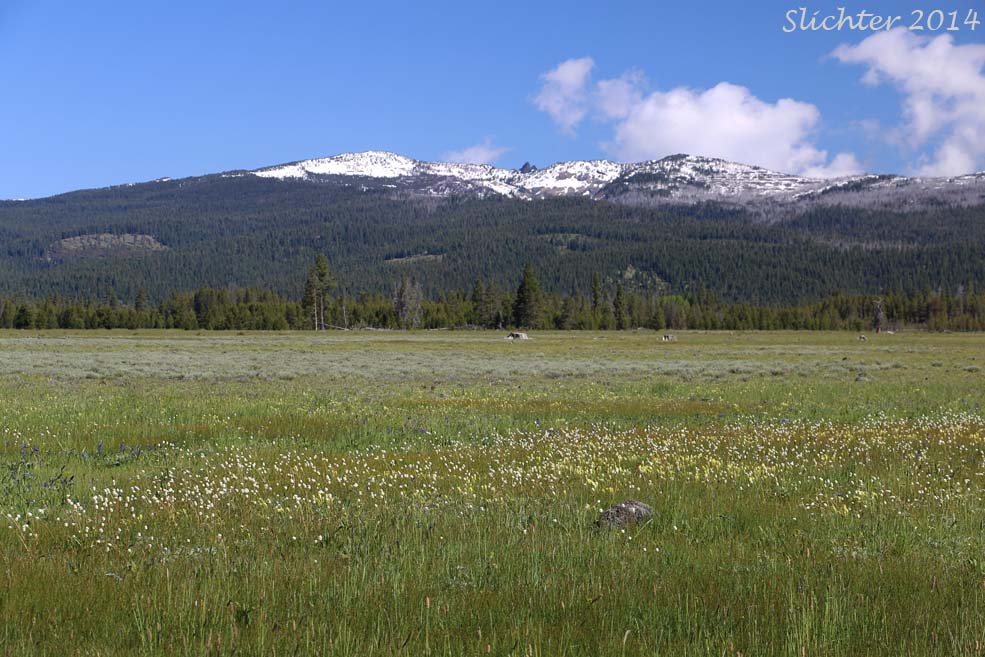 Wildflower bloom in Logan Valley (Malheur National Forest)........May 29, 2014.