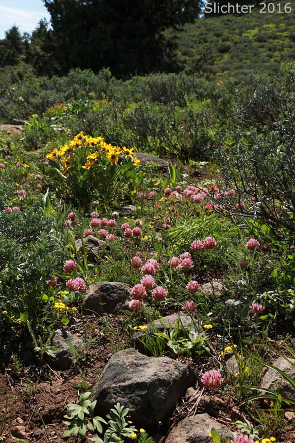 Wildflowers near the summit of Round Mt., Ochoco National Forest .......May 28, 2016.