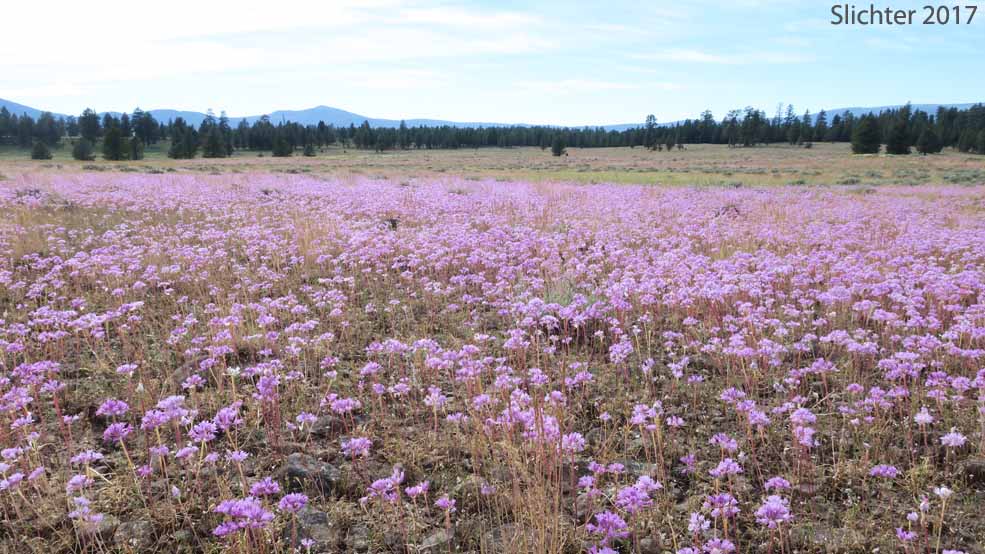 Masses of elkhorns clarkia (Clarkia pulchella) blooming on balds near Cold Springs Guard Station, Ochoco National Forest.......June 21, 2017.
