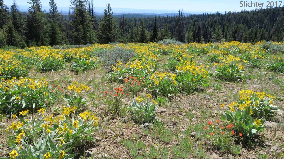 Balsamroot and paintbrush slopes from atop Lookout Mountain, Ochoco National Forest...........June 2, 2017. 