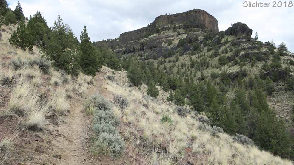 First quarter mile of the Chimney Rock Trail, Lower Crooked Wild and Scenic River......May 10, 2018.