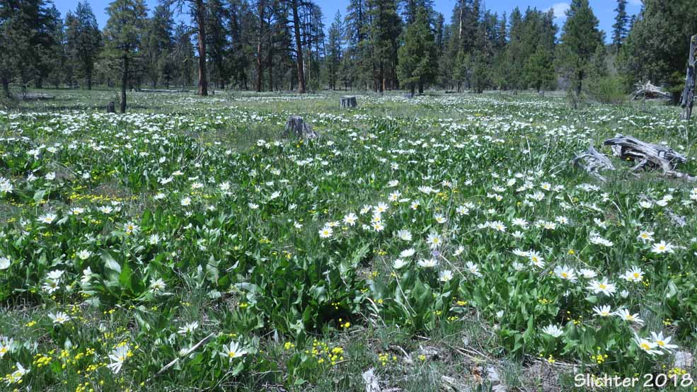 Wyethia helianthoides in mass bloom at Indian Creek, Big Summit Prairie, Ochoco National Forest........May 12, 2018.