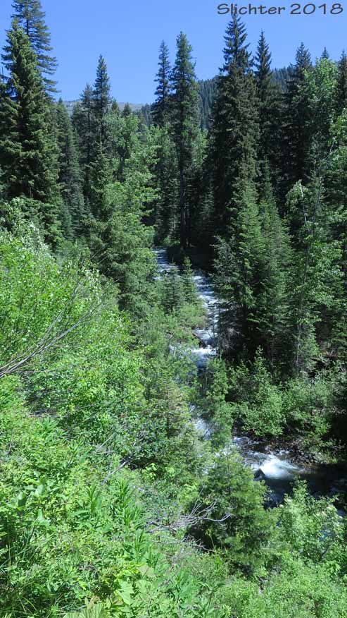 North Fork Catherine Creek from along the North Fork Catherine Creek Trail #1905, Wallowa-Whitman National Forest........June 12, 2018.