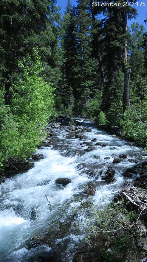 North Fork Catherine Creek from along the North Fork Catherine Creek Trail #1905, Wallowa-Whitman National Forest........June 12, 2018.